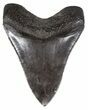 Serrated, Megalodon Tooth - Georgia #55639-2
